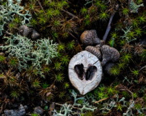 Acorns and Moss