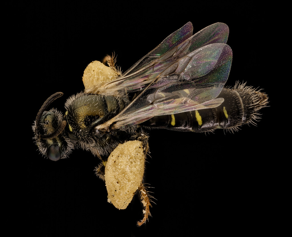 Perdita bradleyi, one of the bees caught in the sand <br />barrens habitat at Jug Bay, with pollen loads on her <br /> hind legs. Photo by Sam Droege (USGS)