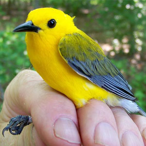yellow-bird