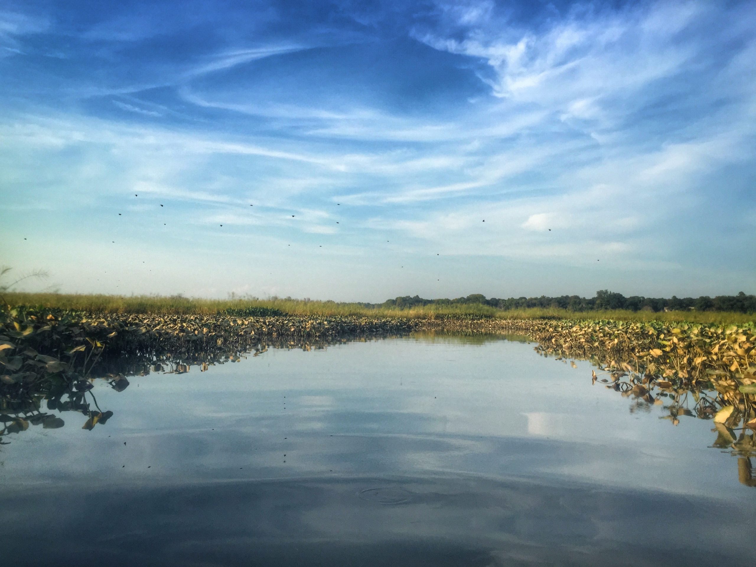 Cancelled Free Patuxent River Clean Up by Canoe JugBay Wetlands