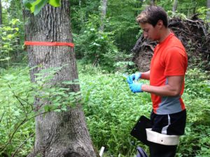 Underfoot: Jeepers, Virginia Creepers! - Northcentral Pennsylvania  Conservancy