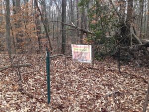 Underfoot: Jeepers, Virginia Creepers! - Northcentral Pennsylvania  Conservancy