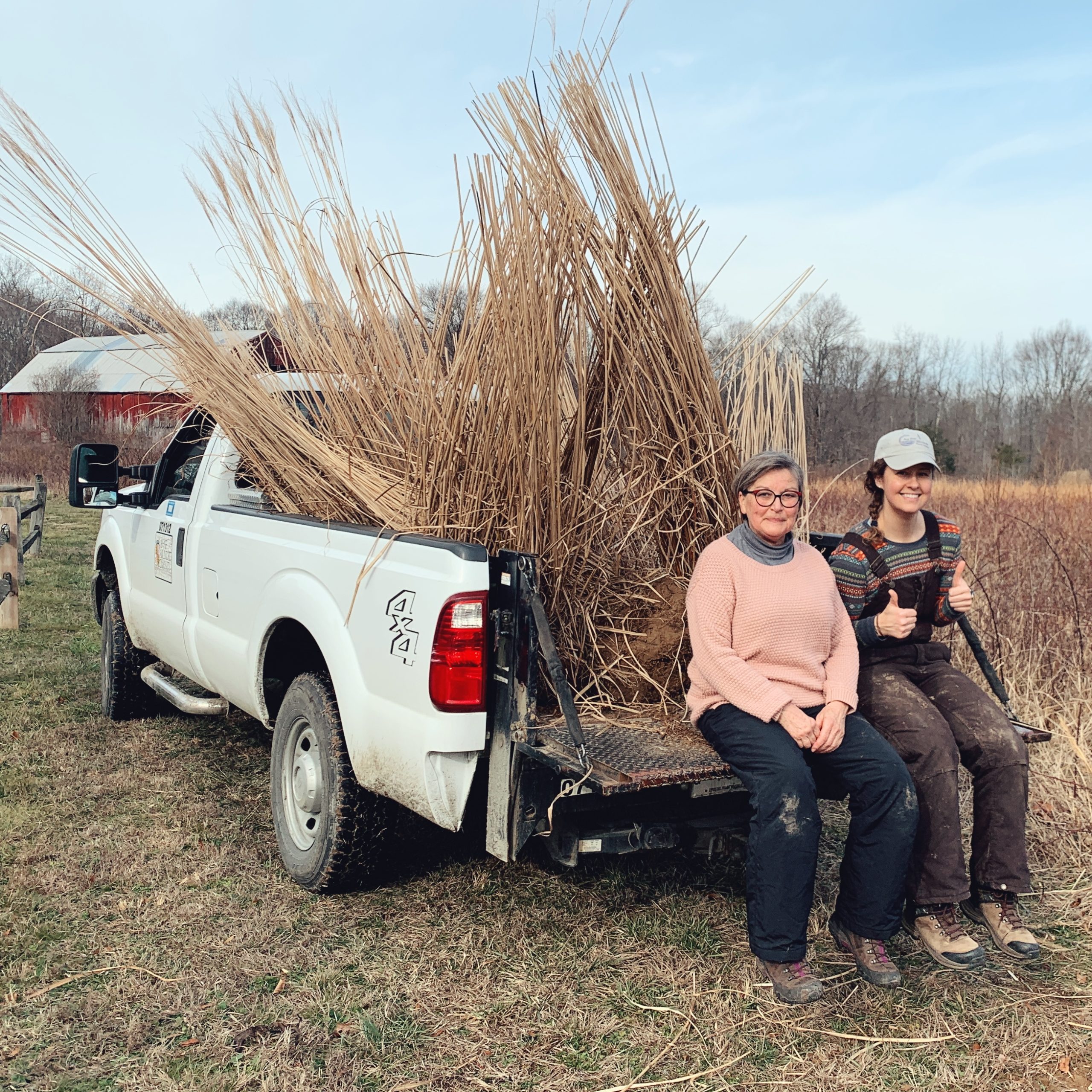 Field Work Fridays Uprooting Pampas Grass JugBay Wetlands Sanctuary