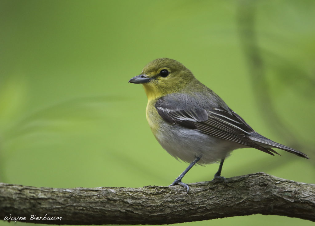 Join a Bird Walk and Learn About Birds and Bird Identification