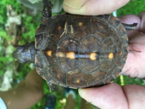 Juvenile box turtle approximately 3 years old. <br />Photo credit: M. Quinlan (FOJB Volunteer)