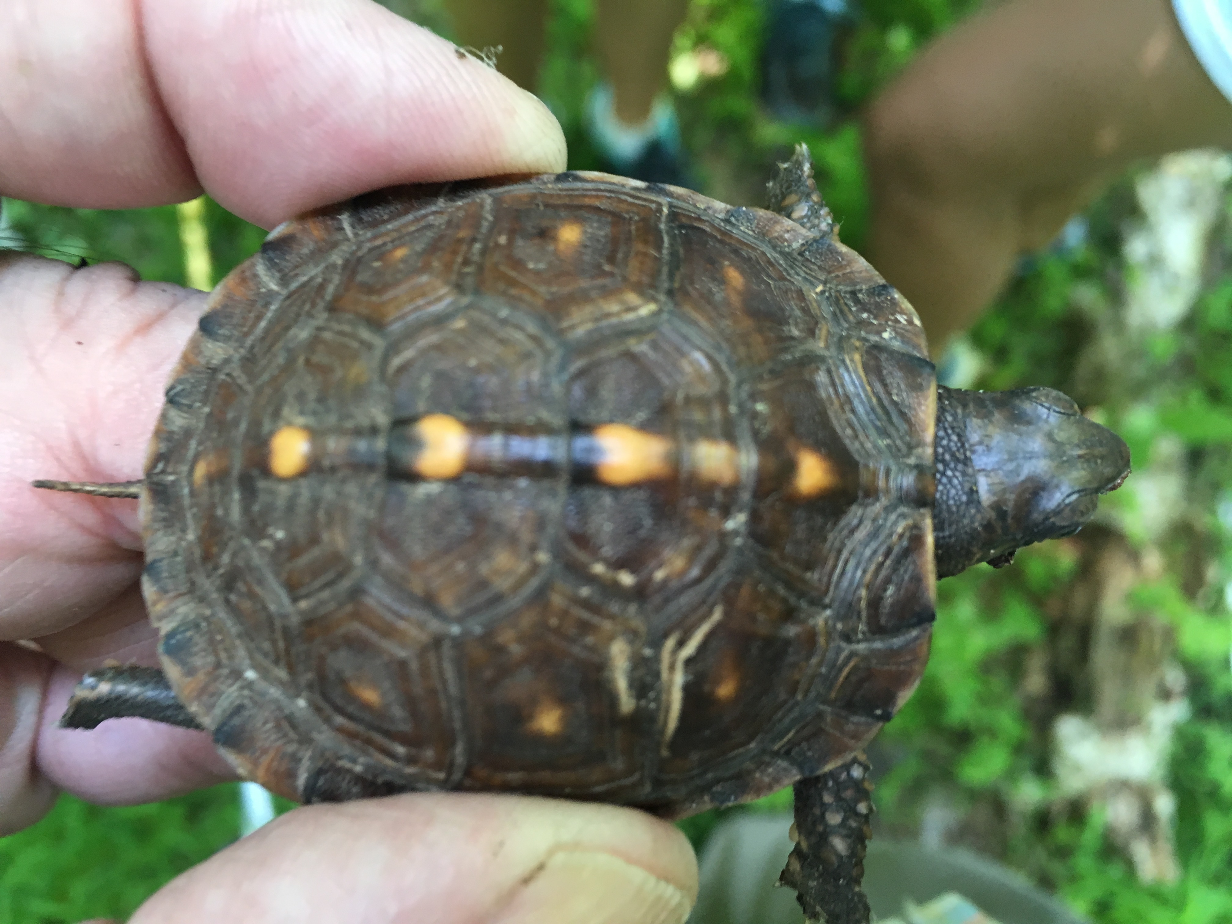 Juvenile box turtle approximately 3 years old. <br />Photo credit: M. Quinlan (FOJB Volunteer)