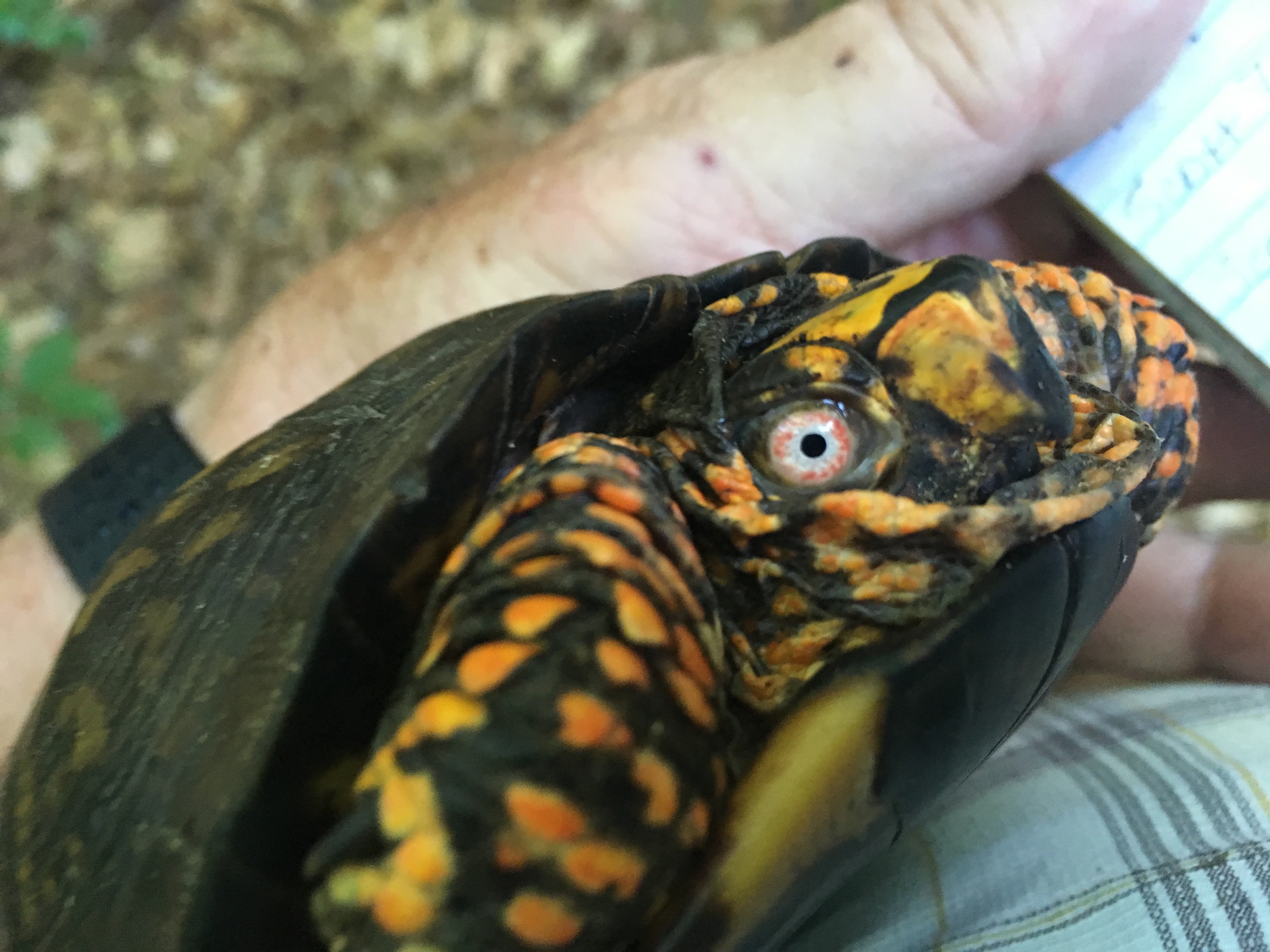 Large male adult, easily recognized by his unusual eye color, orange with a <br />white ring. Photo credit: M. Quinlan (FOJB Volunteer)