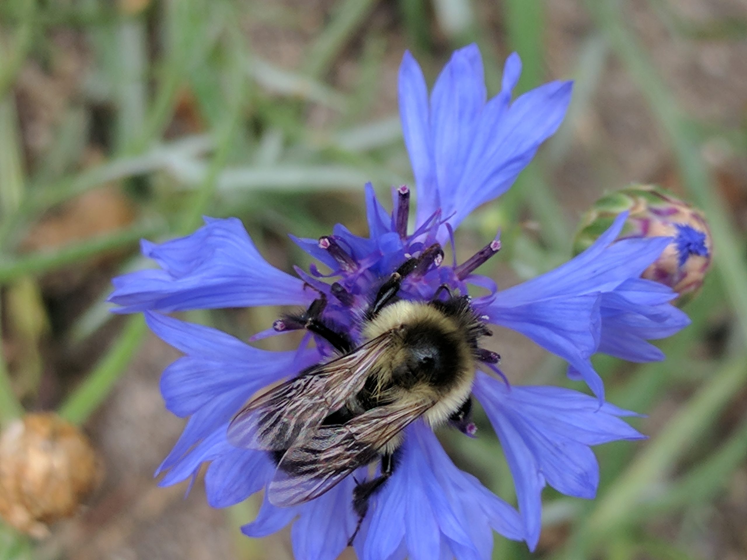 Pollinator Wednesday - JugBay Wetlands Sanctuary