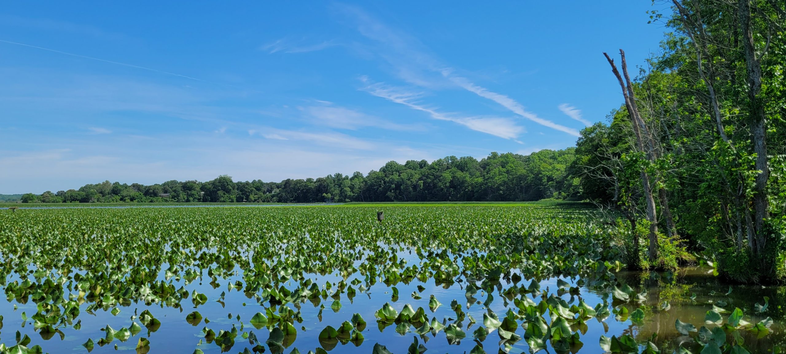 FREE Guided Tour Discover Jug Bay Wetlands Sanctuary JugBay Wetlands