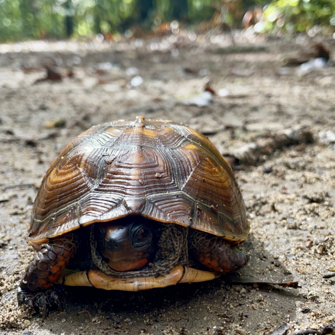 Become a Turtle Telemetry Volunteer - Training Workshop - JugBay ...